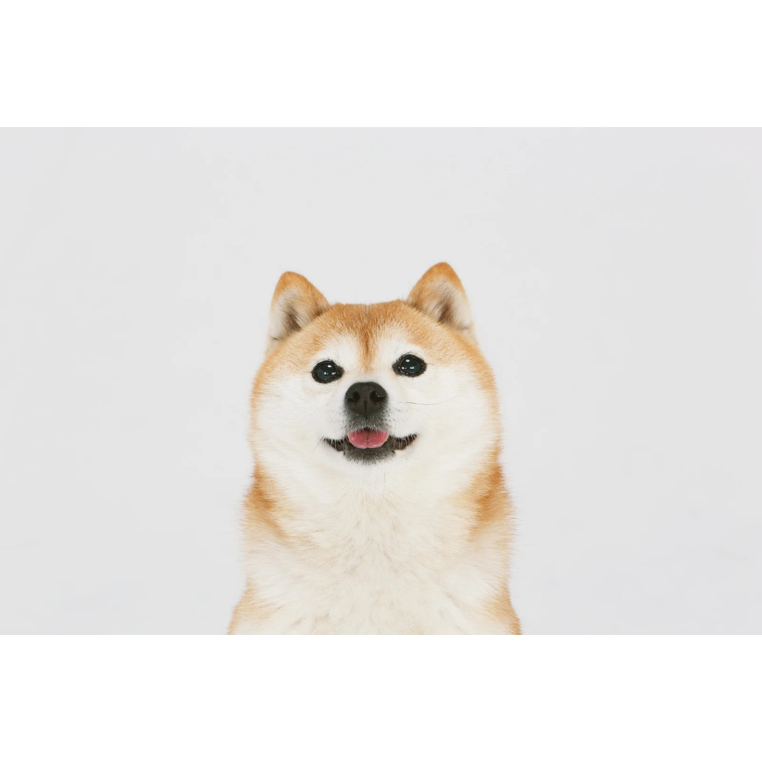 エコフィルムで環境に優しい暮らし